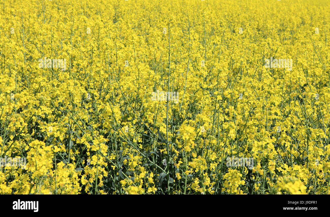 environment, enviroment, coleseed, Rape field, energy, power, electricity, Stock Photo