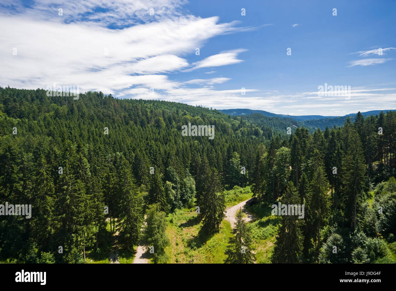 tree, hill, europe, woods, firs, sight, view, outlook, perspective, vista, Stock Photo