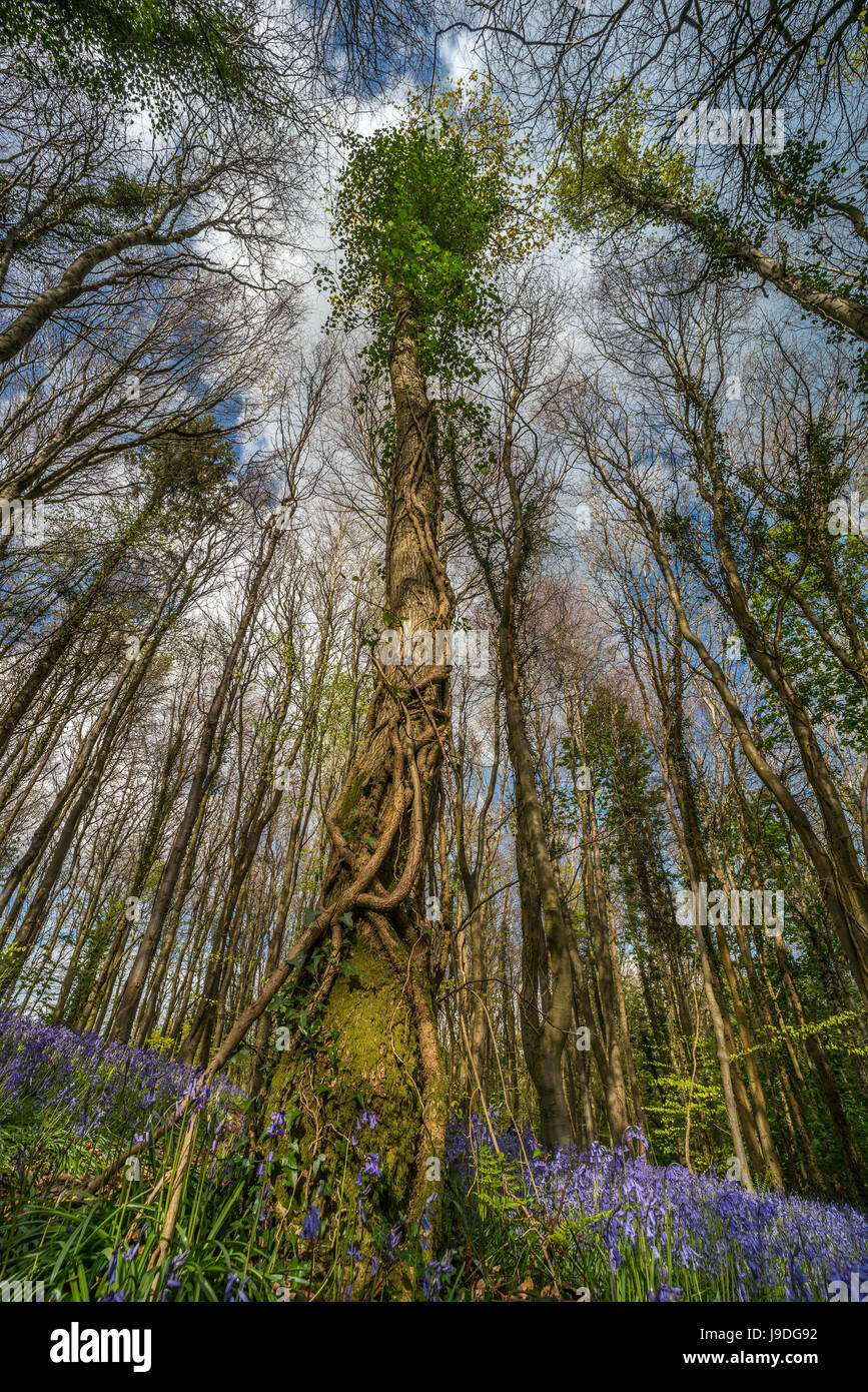 Ivy covered tree amongst bluebells. Upward canopy shot, showing spring growth in woodland. Cefn Coed woods, Brecon Beacons, Wales. April Stock Photo