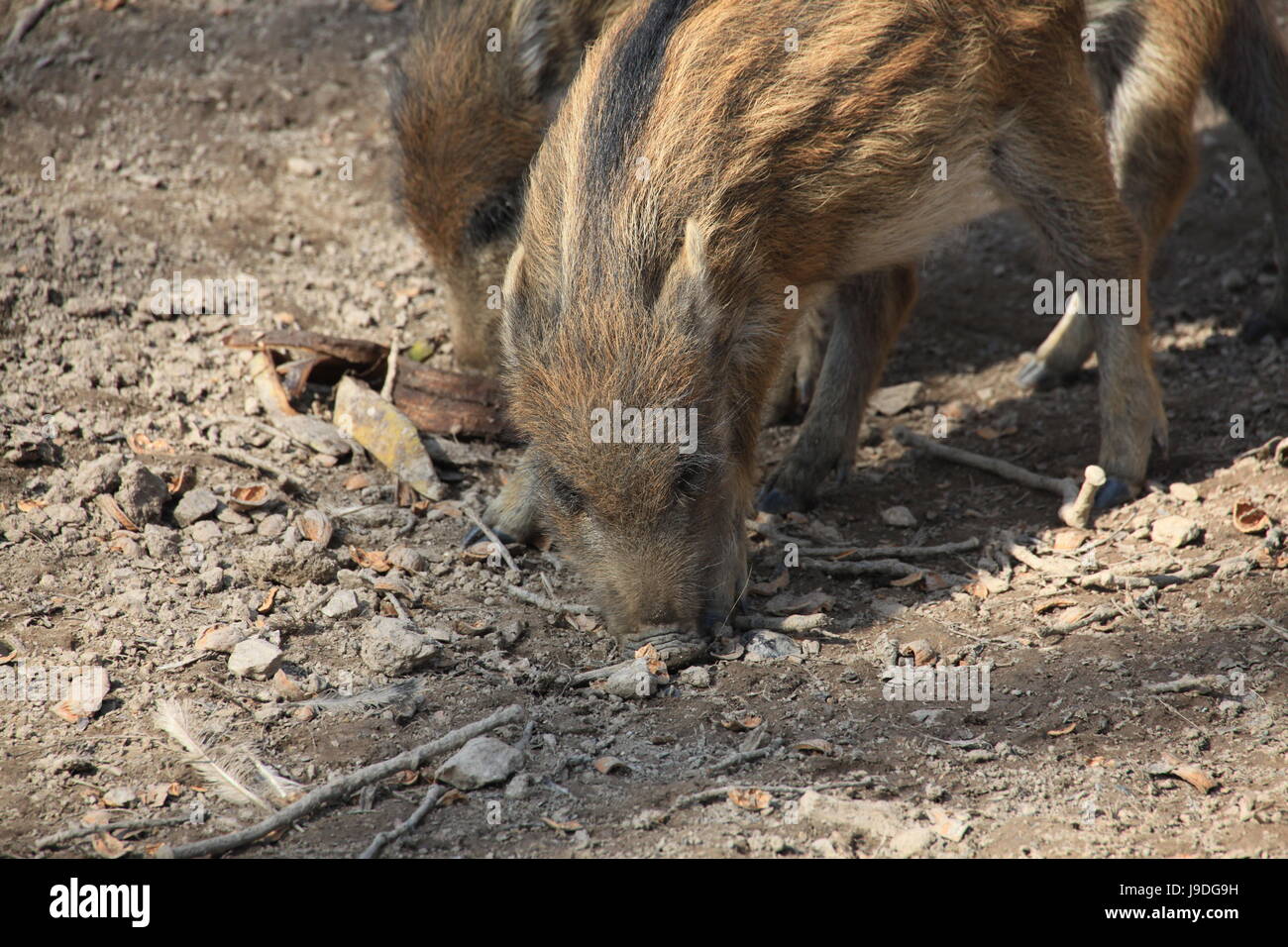 boar in closeup Stock Photo