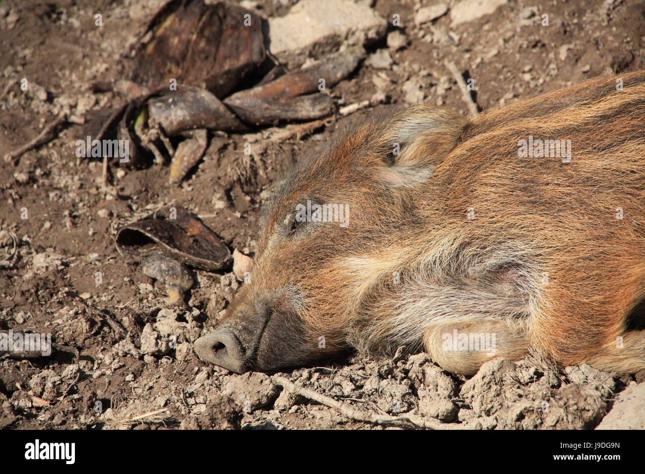 macro, close-up, macro admission, close up view, animal, wild boar, pig, wild Stock Photo