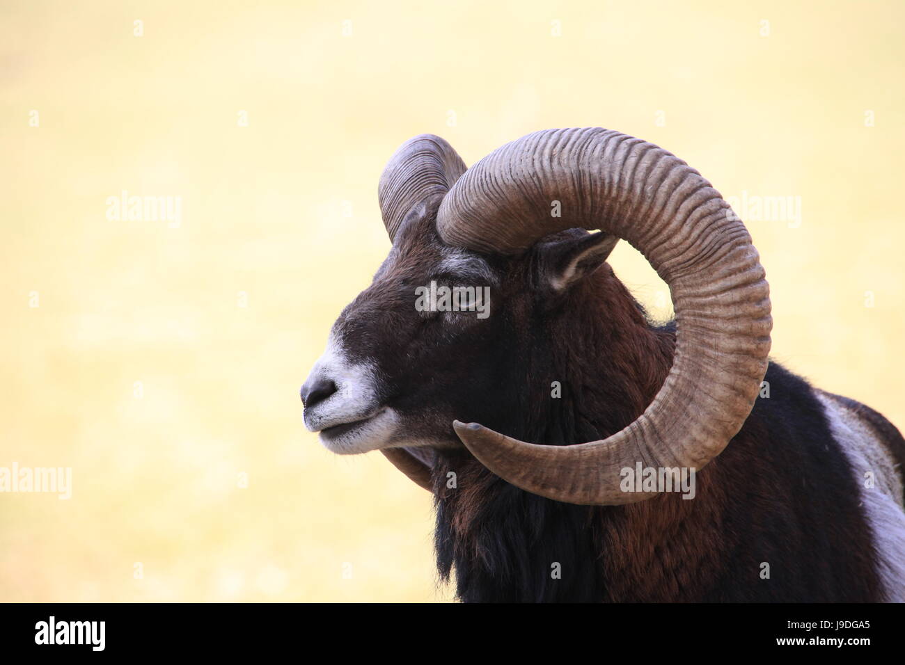 portrait, goat, horn, eye, organ, animal portrait, cornets, he-goat, head  Stock Photo - Alamy