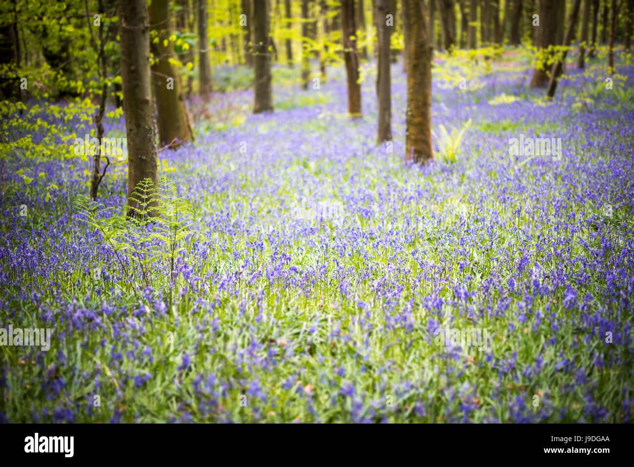 Bluebell woods springtime bloom. Carpets of flowers in Coed Cefn woodland, Brecon Beacons, Wales. April Stock Photo