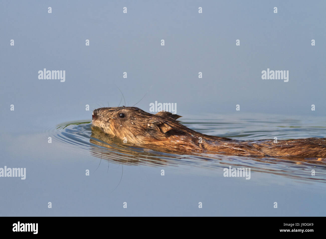Muskrats Rats Face animal, mammal, rodent, wildlife, rat, muskrat, water, nature, macro ...