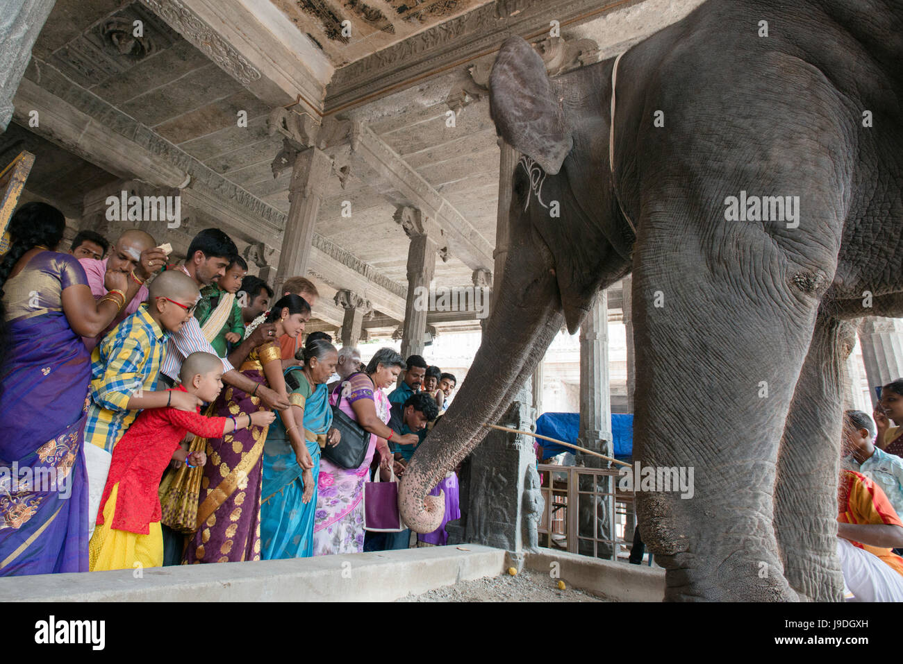 Hindu pilgrims have money at the ready to place in a temple elephant’s trunk at the Arunachaleshwara Temple in Tiruvannamalai, Tamil Nadu, India Stock Photo