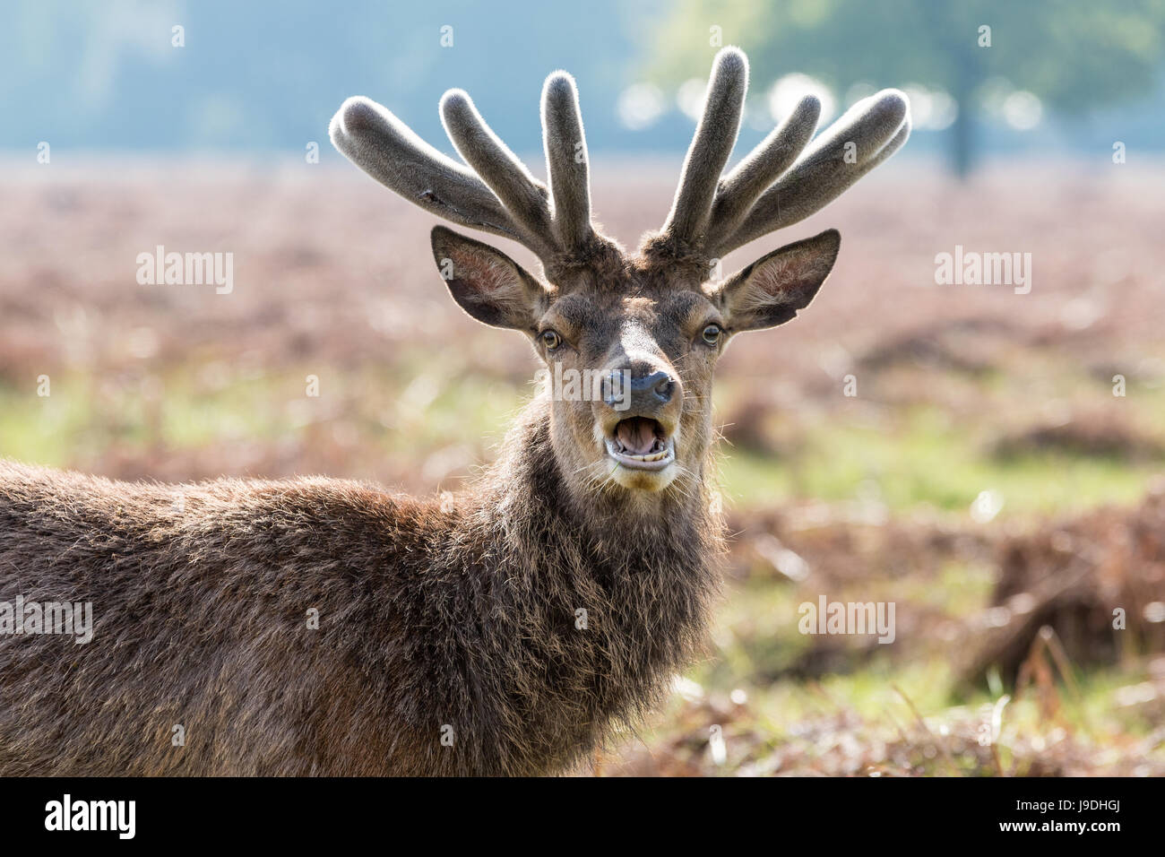 Startled red deer in Bushy Park, West London, UK Stock Photo
