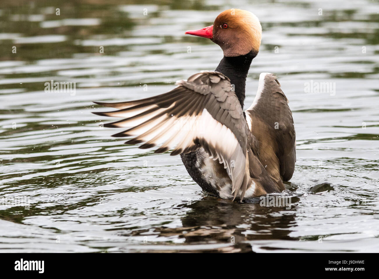 Red crested pochard male flapping its wings Stock Photo