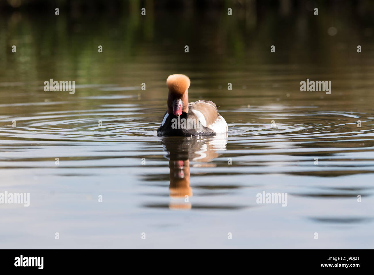 Red crested pochard male on still water Stock Photo