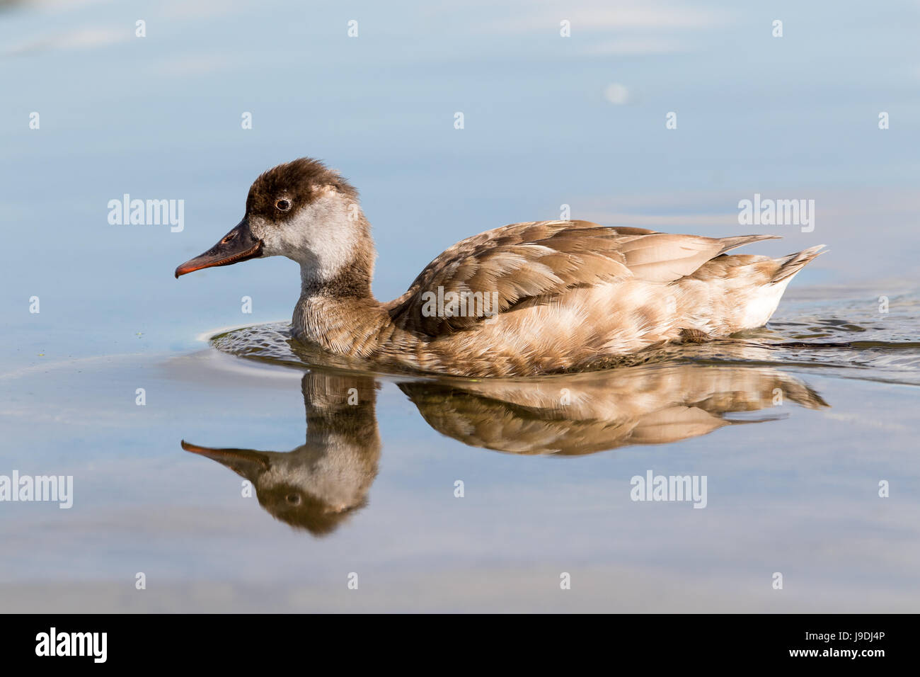 Red crested pochard female on calm water Stock Photo