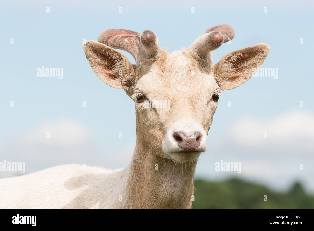 Albino white red deer with unusual pink antlers Stock Photo