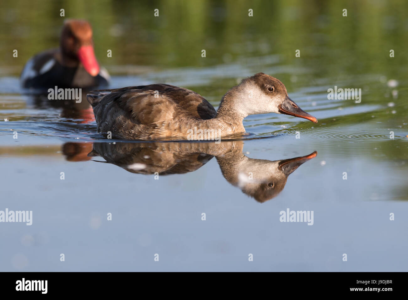 red crested pochard male and female swimming Stock Photo