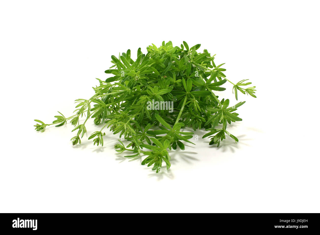 homeopathy, homeopathic, bedstraws, green, agriculture, farming, homeopathy, Stock Photo