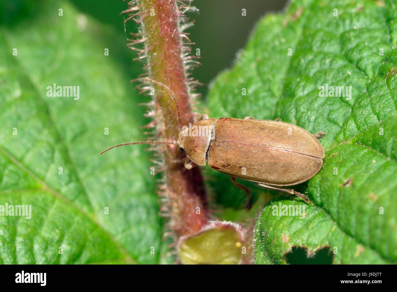 Orchid Beetle - Dascillus cervinus Larvae feeds on roots of orchids & grasses Stock Photo