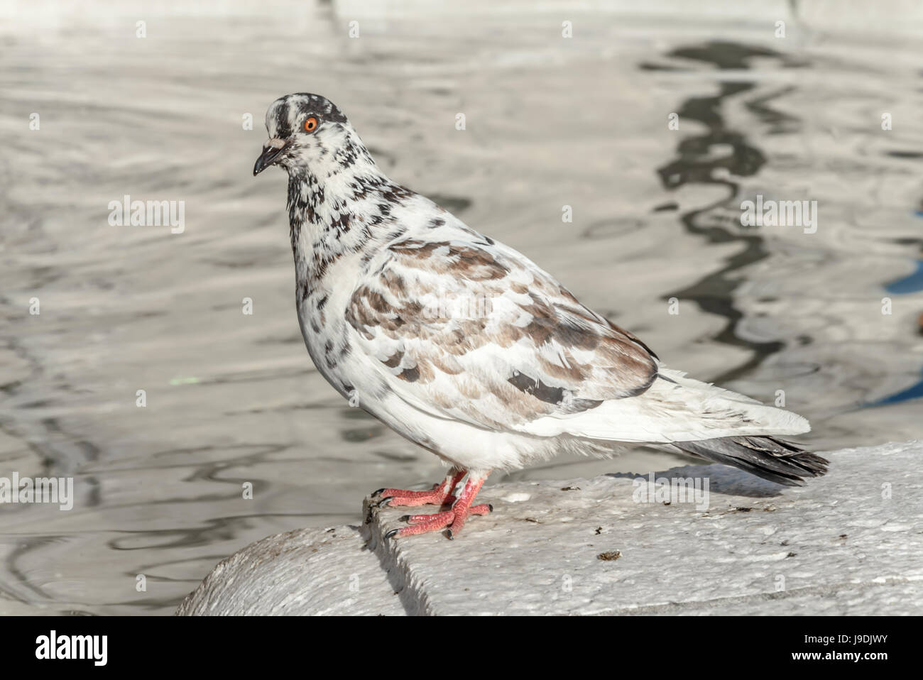 White pigeon with brown spots Stock Photo Alamy