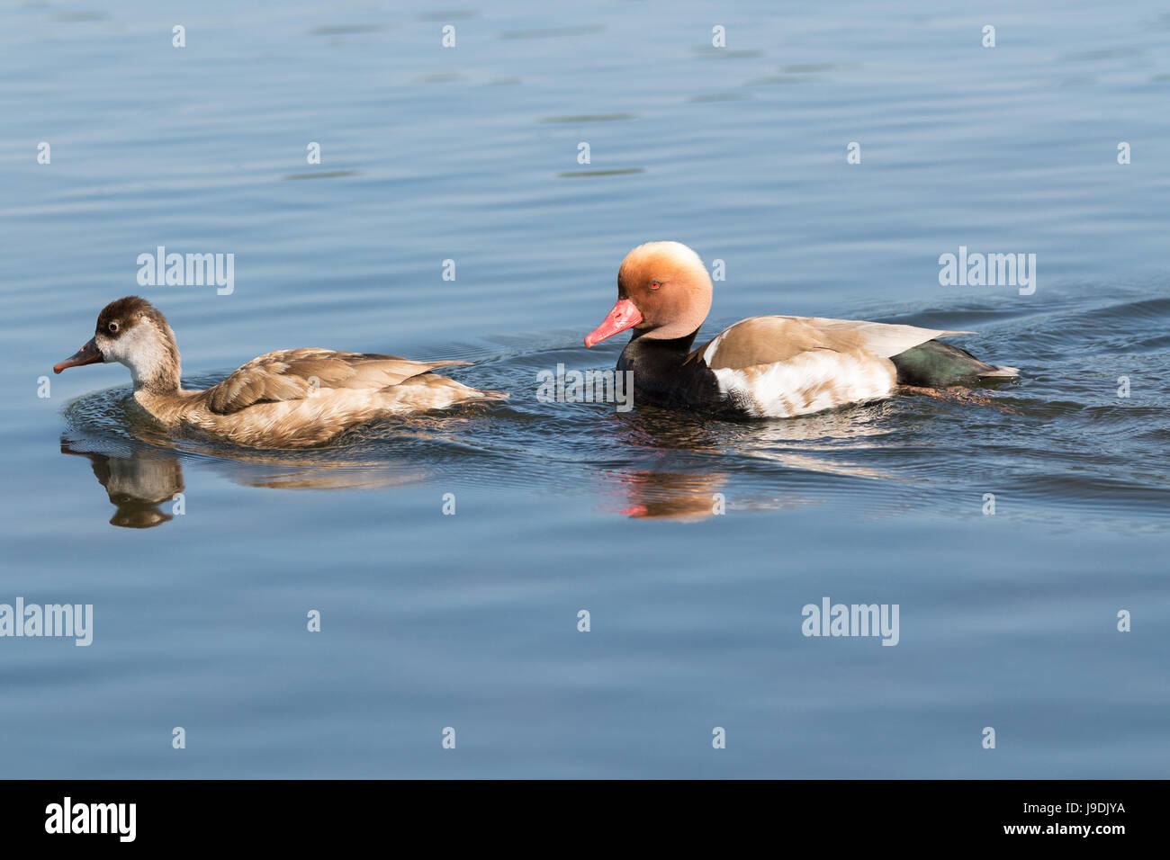 A male and female red crested pochard swimming Stock Photo