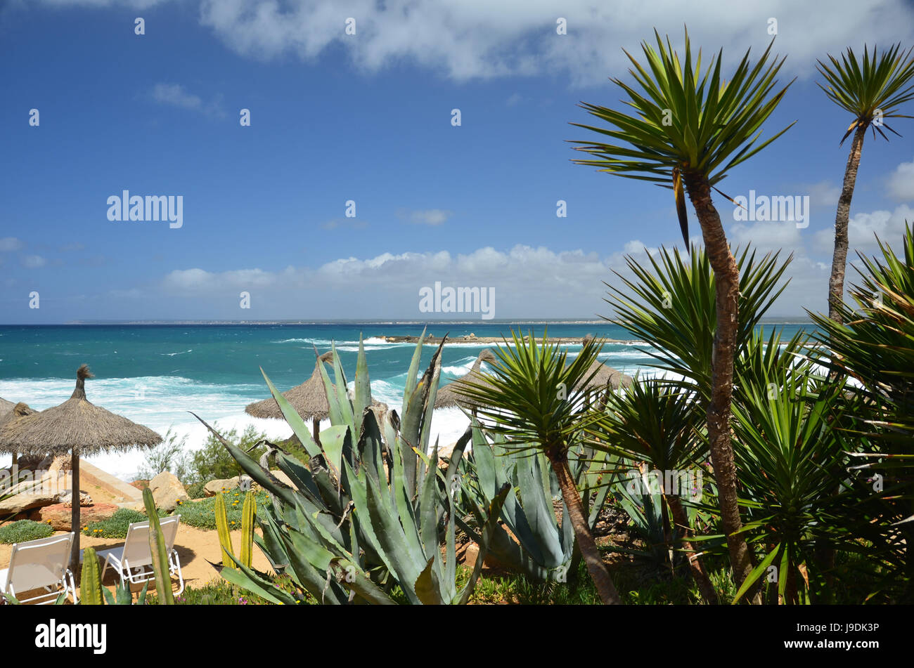 beach, seaside, the beach, seashore, mallorca, spain, palms, resort, salt Stock Photo