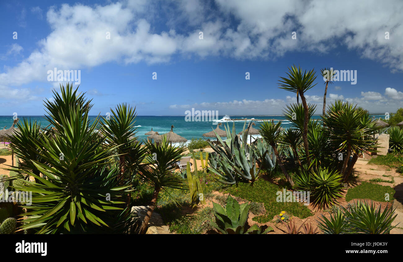 beach, seaside, the beach, seashore, mallorca, spain, palms, resort, salt Stock Photo