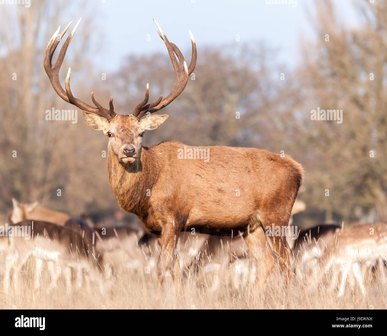 red deer stag and herd of deer Stock Photo