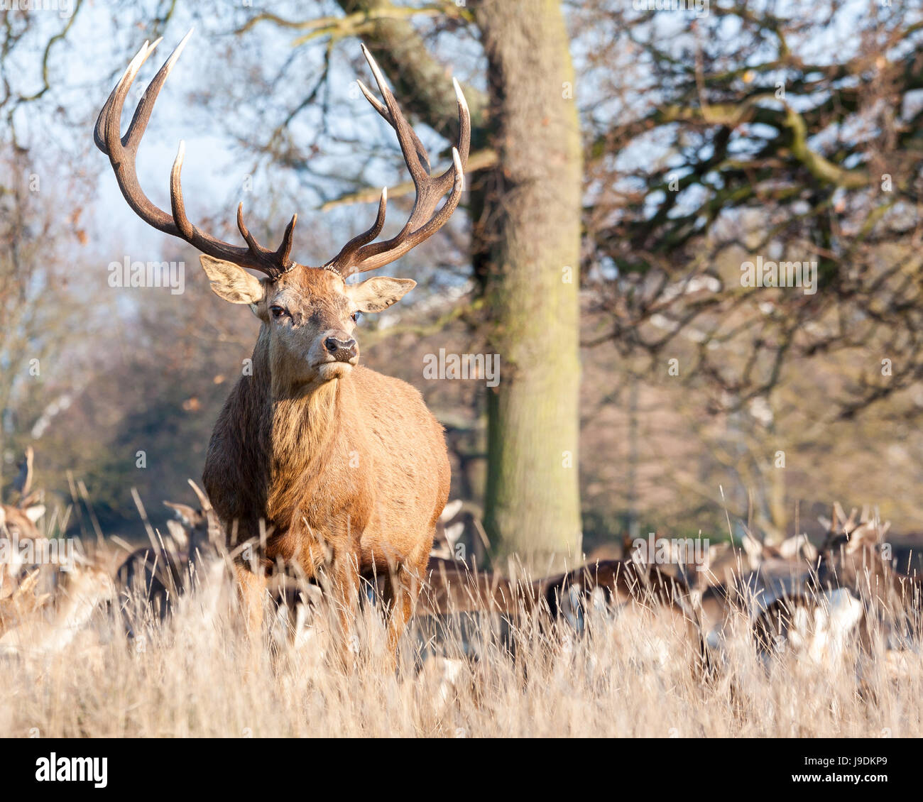 red deer stag in Bushy Park, London Stock Photo