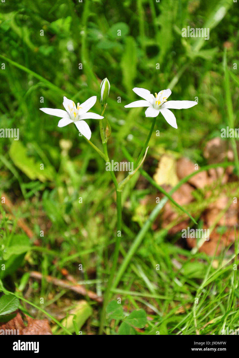 flower, plant, bloom, blossom, flourish, flourishing, wild, flora, botany, Stock Photo