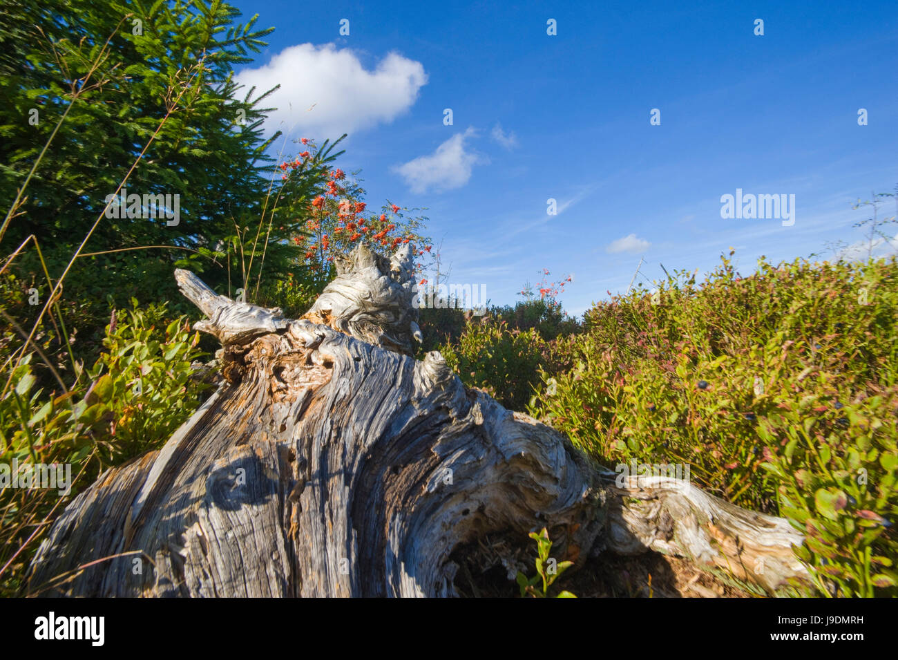 travel, conservation of nature, sights, flora, europe, sightseeing Stock  Photo - Alamy