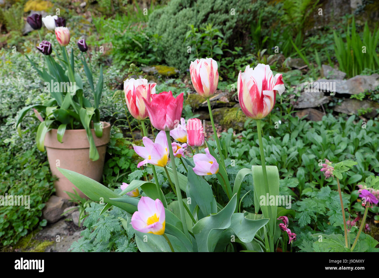 Various tulips bulbs growing in terracotta pot standing in a rock garden rockery in  April in rural Wales UK    KATHY DEWITT Stock Photo
