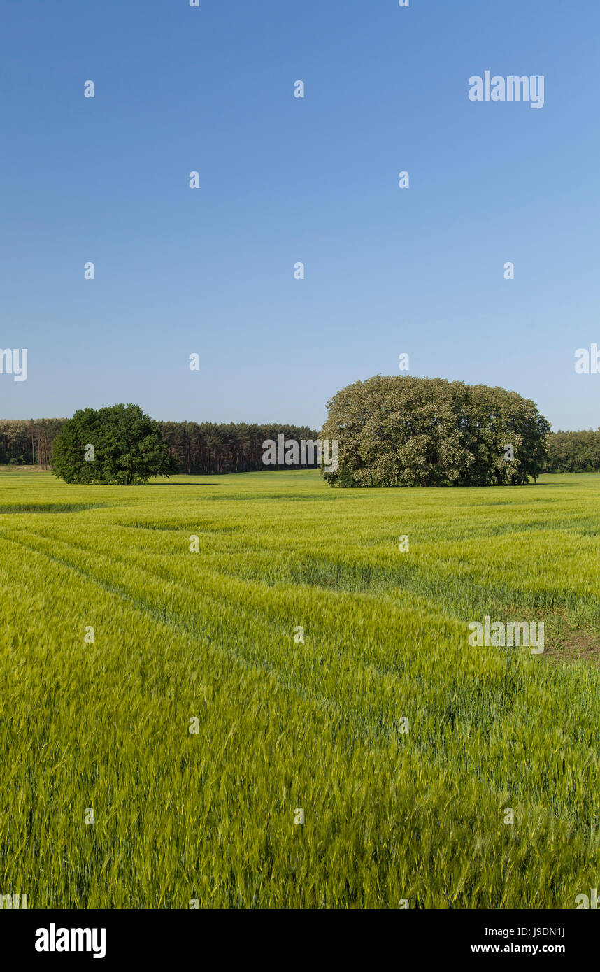 field, summer, summerly, scenery, countryside, nature, blue, environment, Stock Photo