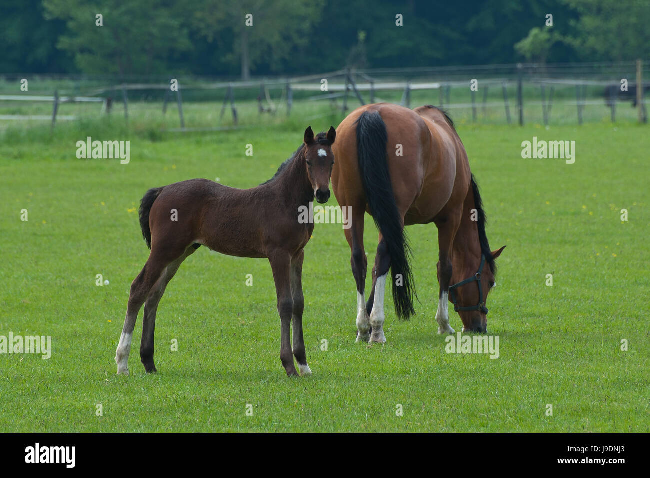Best Riding Animals ride, horse, animal, horseriding, nature, willow, ride, horse, animal ...