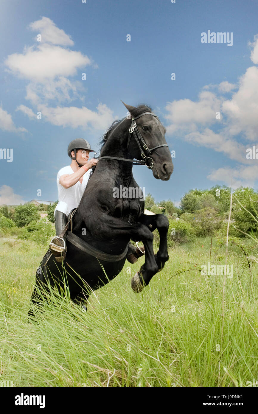 horse, animal, stallion, rearing, man, blue, danger, sport, sports, field, Stock Photo