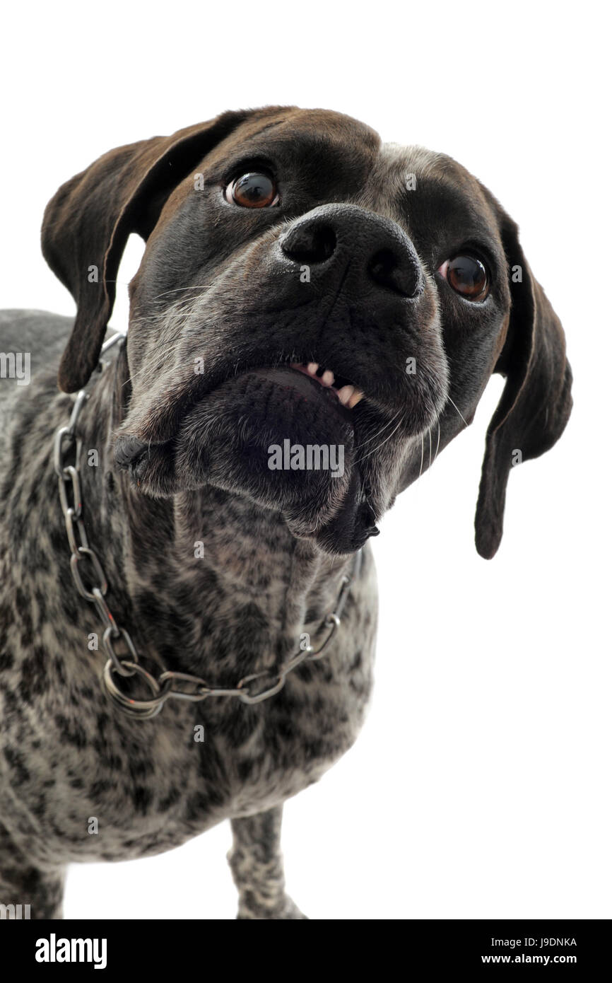 teeth, dog, aggressive, agressive, mouth, laugh, laughs, laughing, twit, Stock Photo
