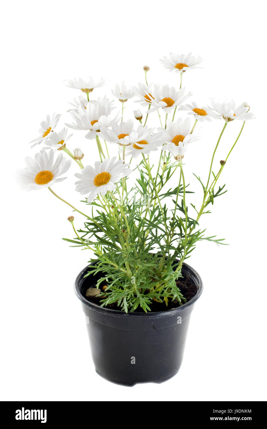 daisy, white, plant, isolated, flower, flowers, plant, botany, studio, bouquet, Stock Photo