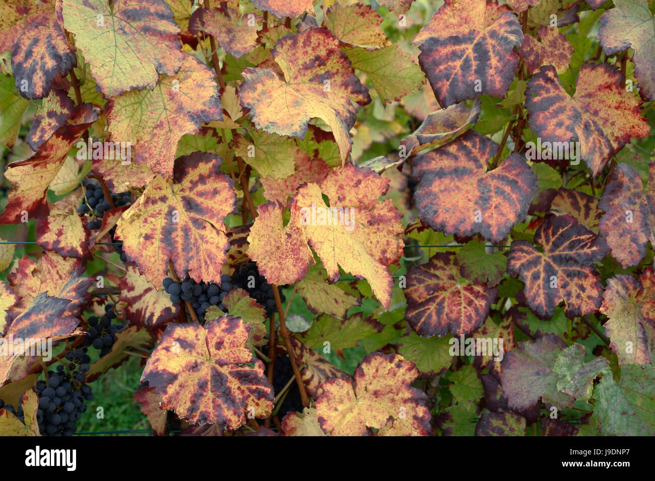 macro, close-up, macro admission, close up view, climbing plant, shrub, leaves, Stock Photo