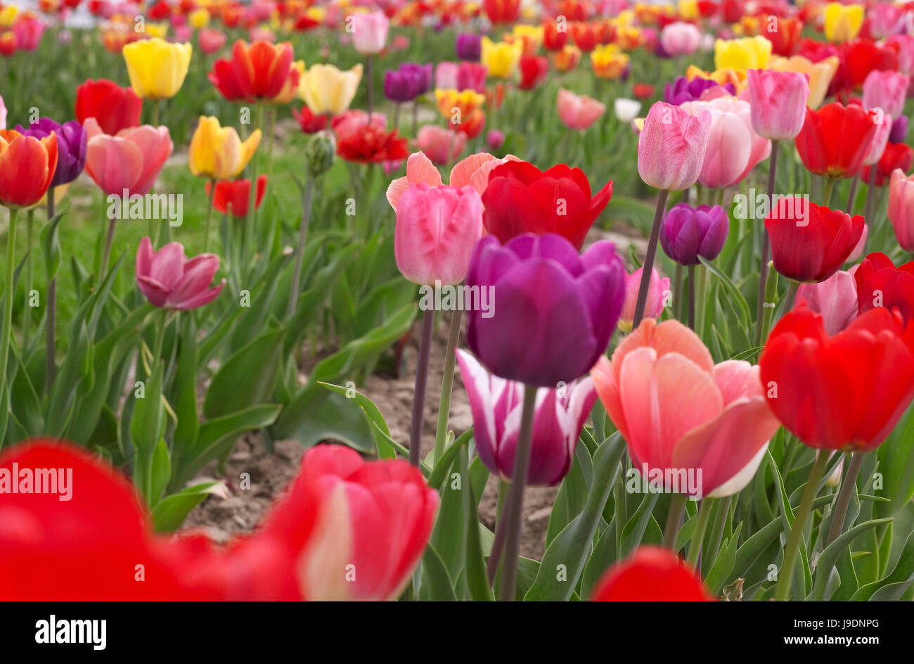 colorful field of tulips Stock Photo