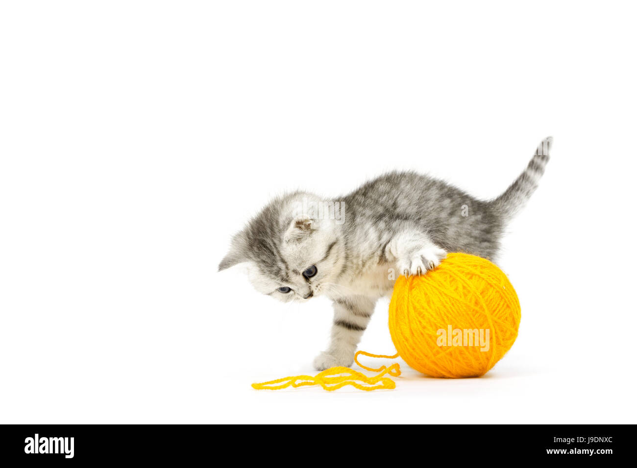 pet, cat eyes, cat baby, kitten, young, younger, pussycat, cat, domestic cat, Stock Photo