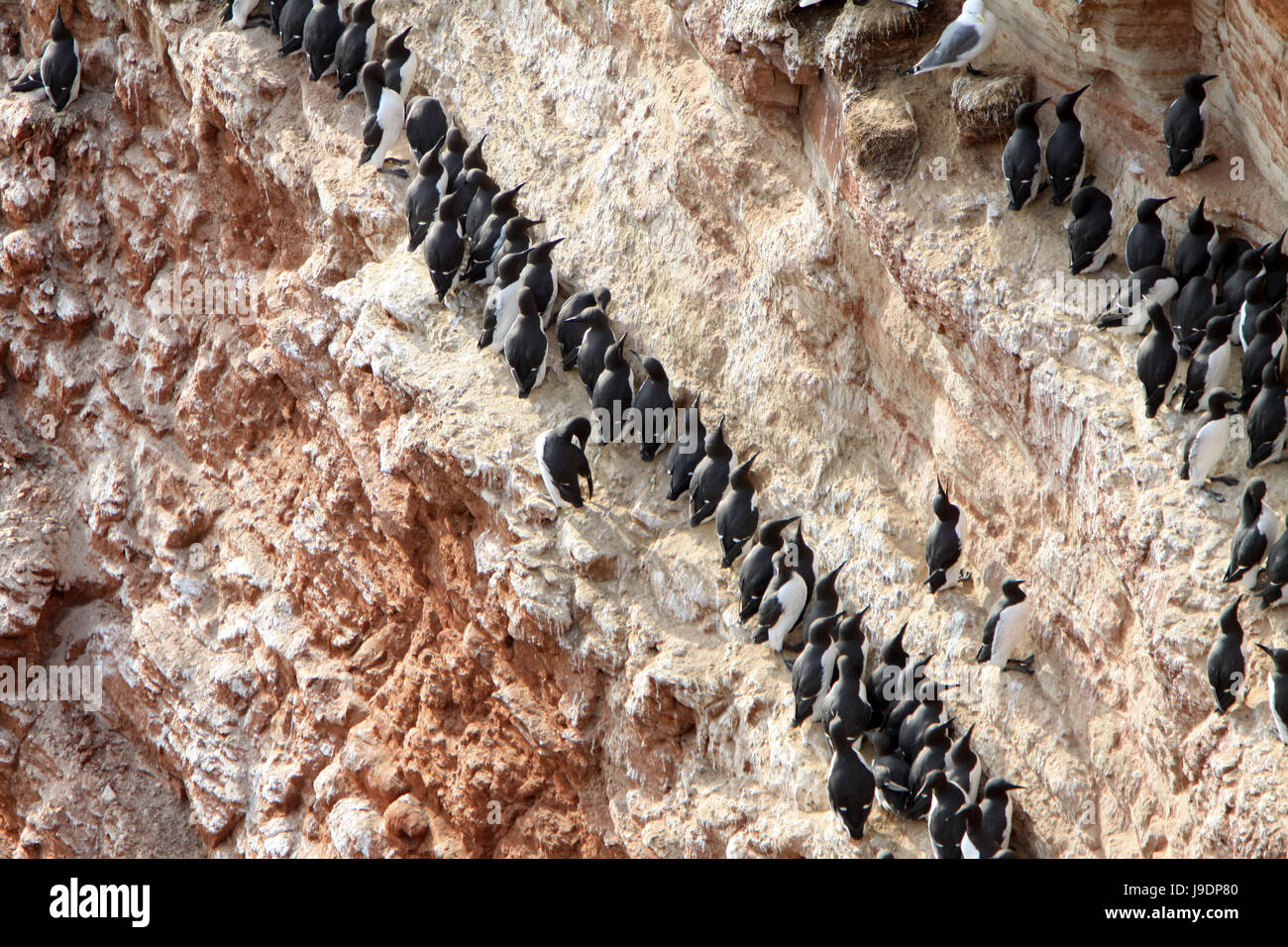 bird, birds, rock, isle, island, bird, water, north sea, salt water