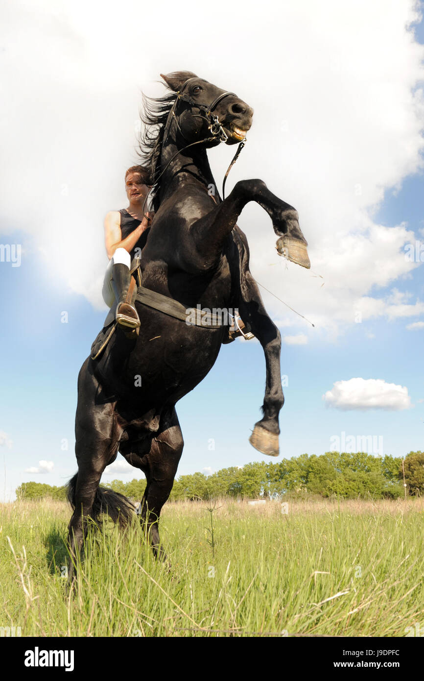 horse, animal, rearing, man, blue, danger, sport, sports, field, black, Stock Photo