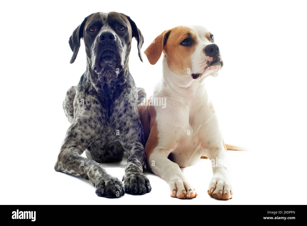 pointer, dog, bulldog, beautiful, beauteously, nice, american, animal, pet, Stock Photo