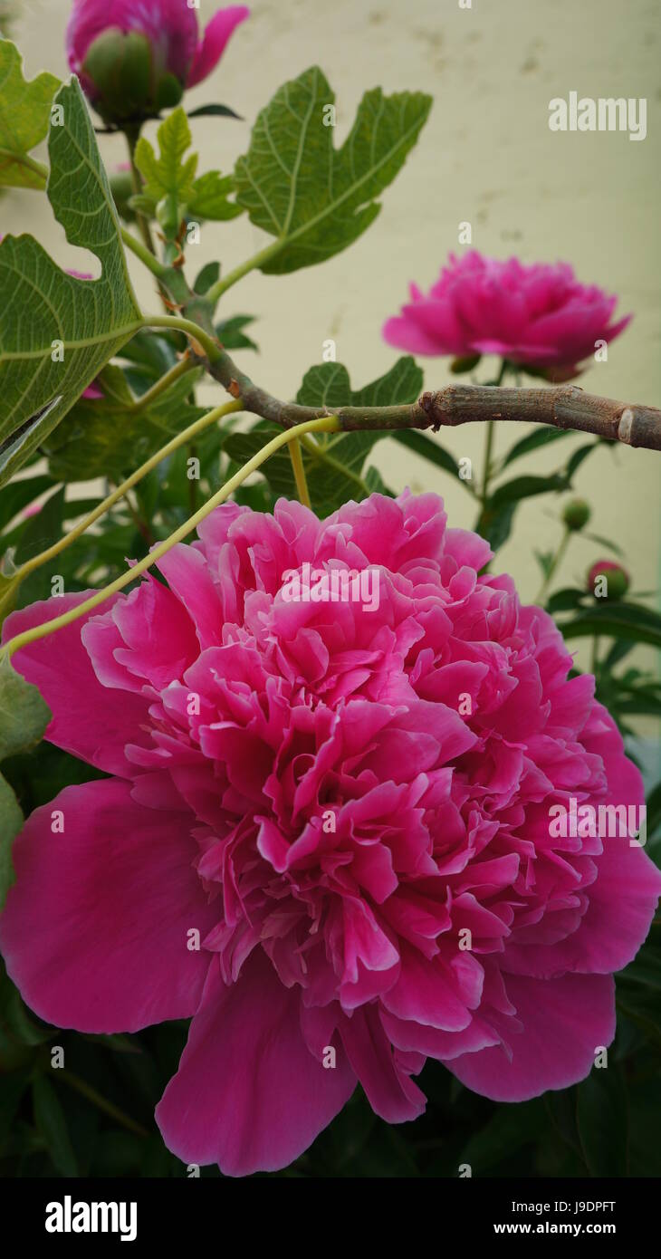 garden, flower, plant, peony, rose, bloom, blossom, flourish