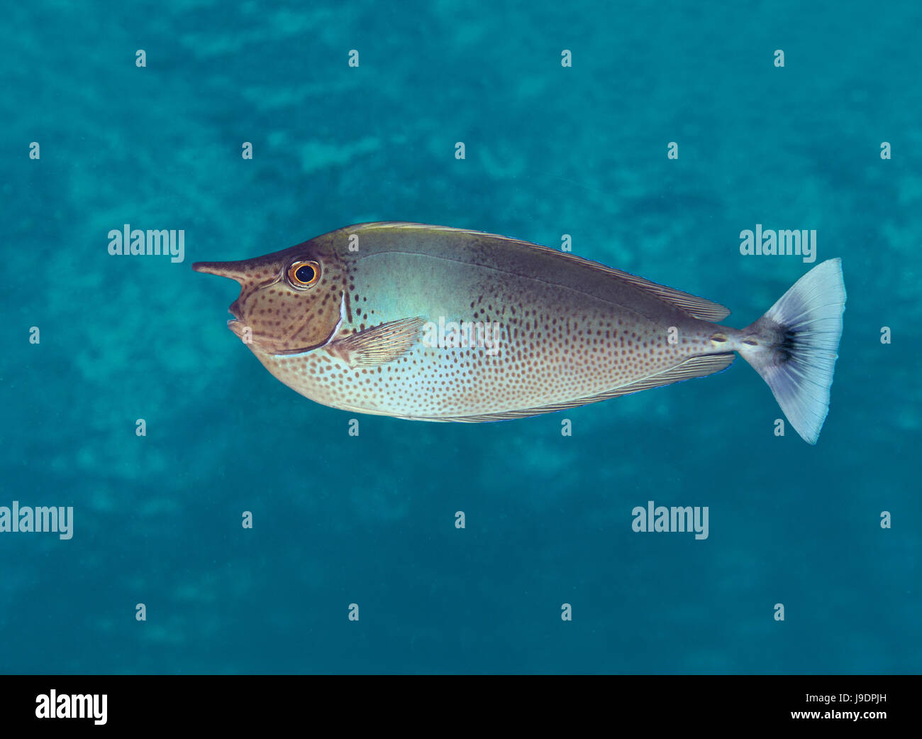 Spotted Unicornfish, Naso brevirostris, maldives, Indian Ocean Stock Photo