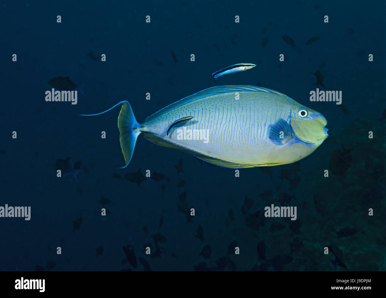 Sleek Unicornfish, Naso hexacanthus, with two cleaner wrasse, Ari Atoll, Indian Ocean, Maldives Stock Photo