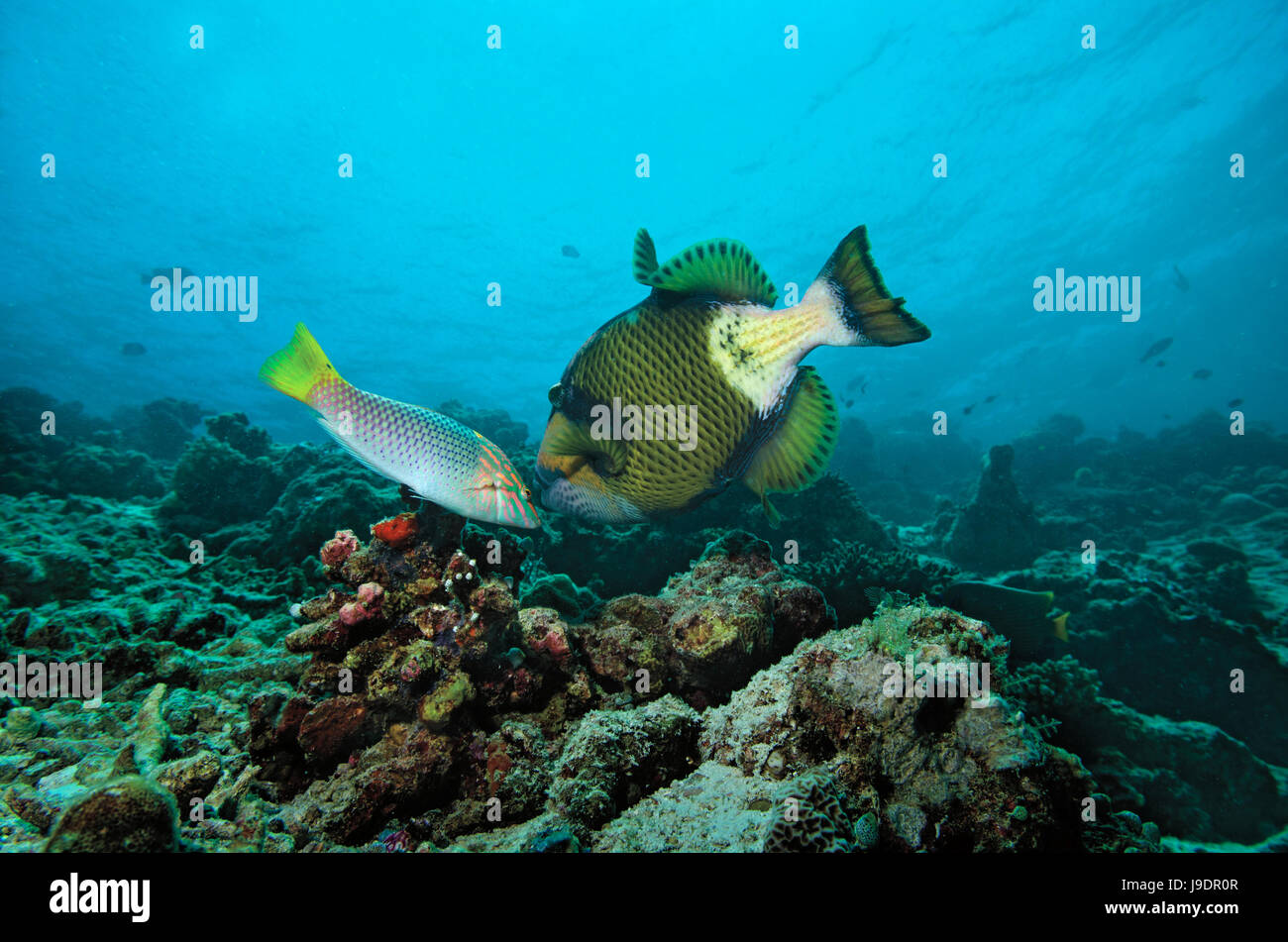 Titan triggerfish, Balistoides viridescens, with hopeful Checkerboard Wrasse, Halichoeres hortulanus, on coral reef in Maldives Stock Photo