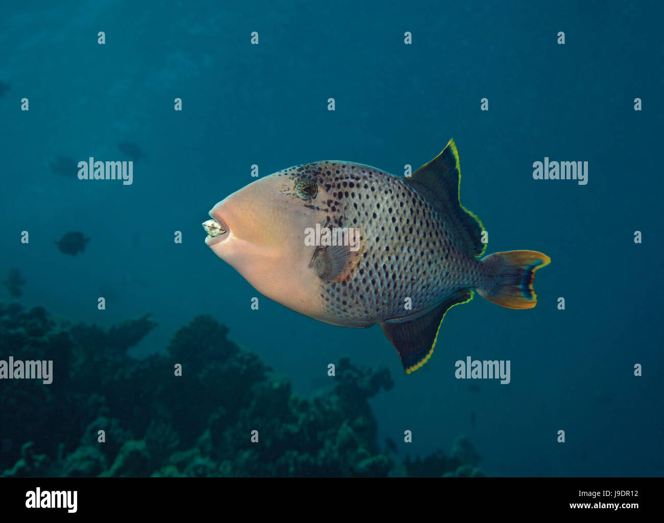 Yellowmargin triggerfish, Pseudobalistes flavimarginatus, with clam, Indian Ocean, Maldives Stock Photo