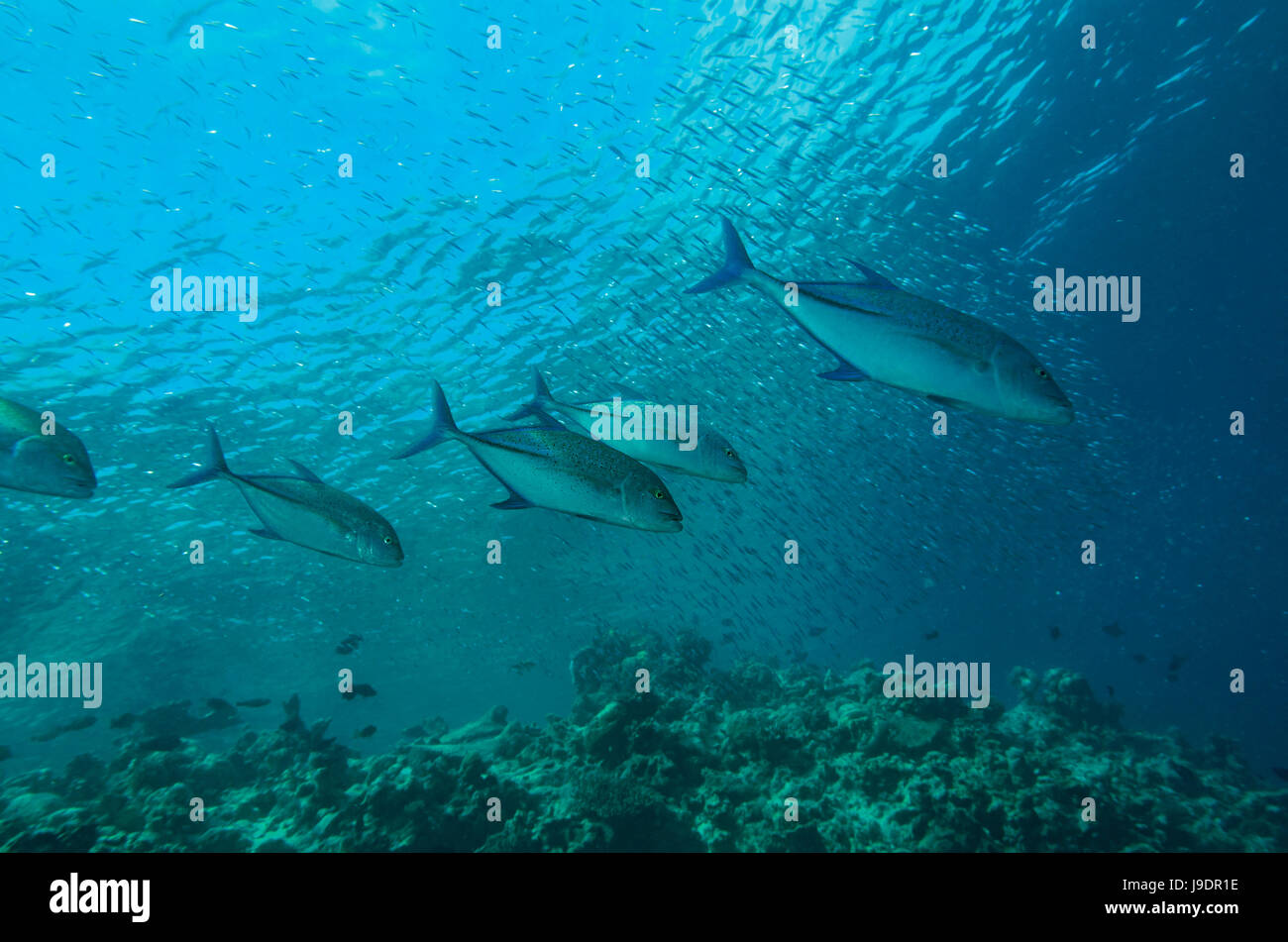 Bluefin Travally, Caranx melampygus, hunting in the Maldives Stock Photo