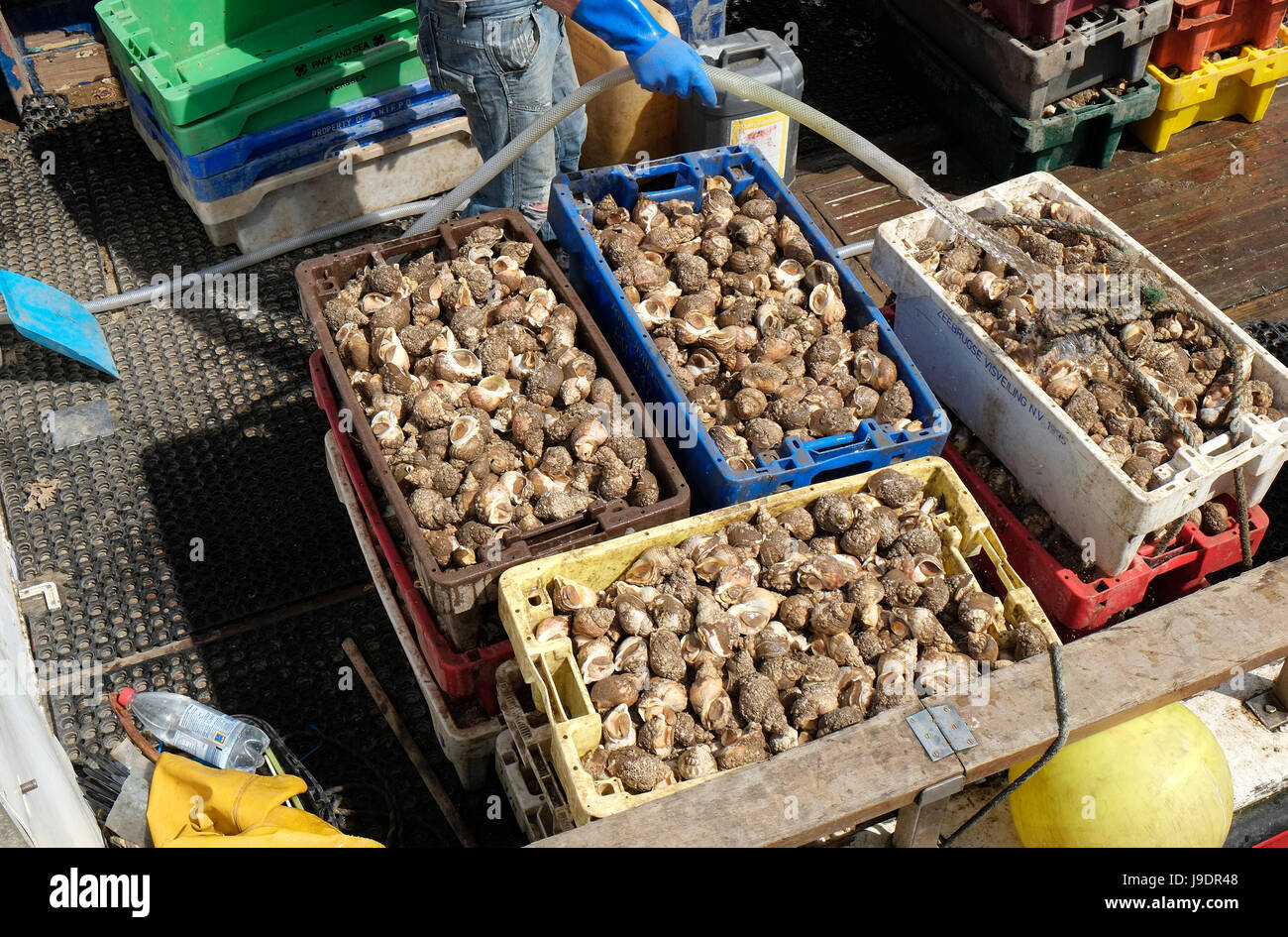 whelks in boxes on deck of fishing boat, wells-next-the-sea, north norfolk, england Stock Photo