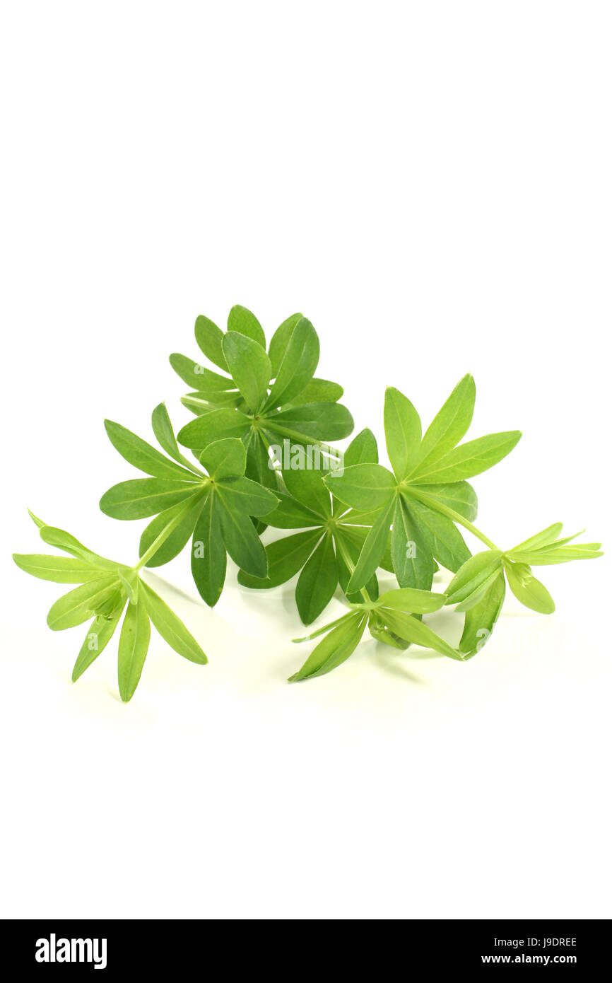 flavour, taste, smell, woodruff, herbs, spice, green, alcohol, spring, flavour, Stock Photo