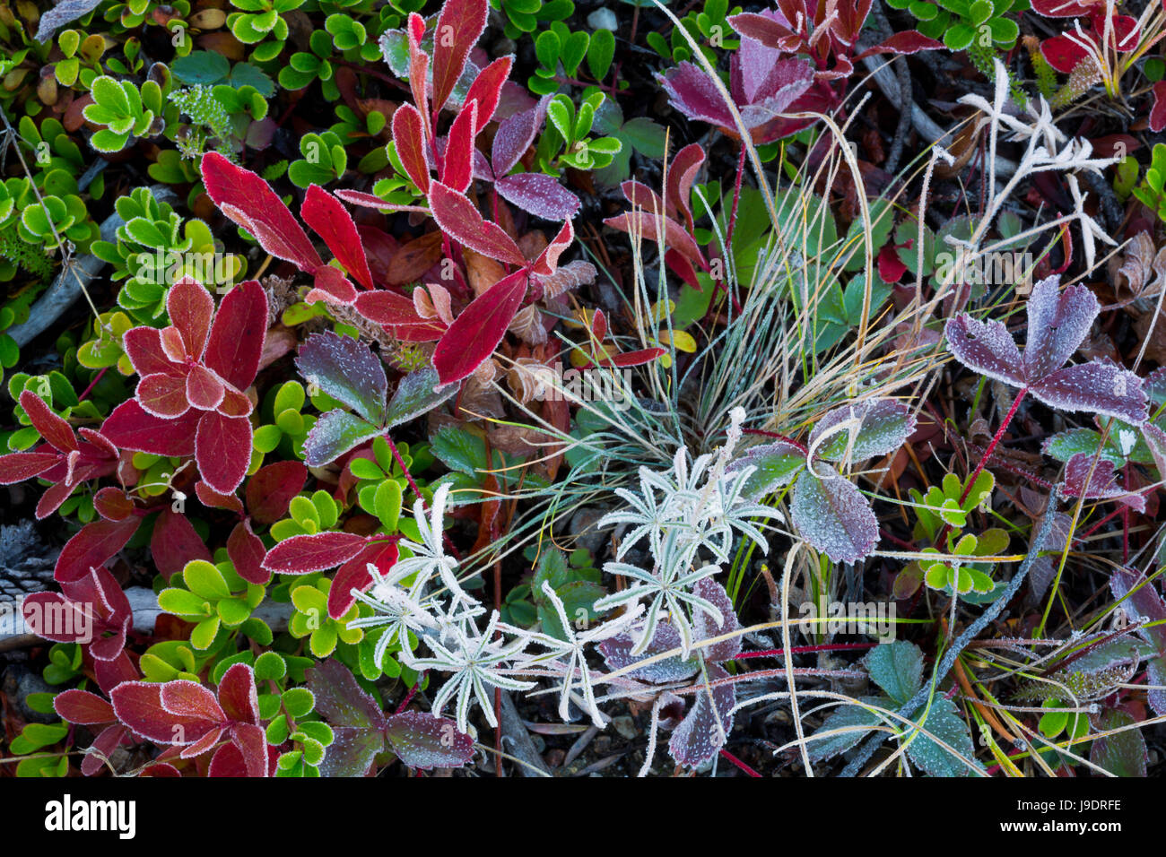 Frosted ground cover of the Sawtooth Mountains of Idaho in the fall