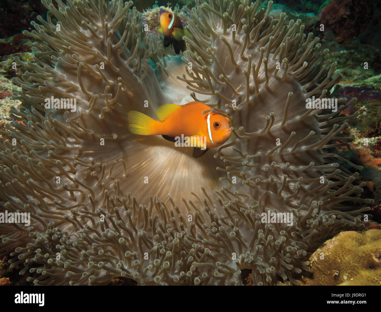 Black footed Clownfish, Amphiprion nigripes, sheltering in Anemone on coral reef in Bathala, Maldives Stock Photo