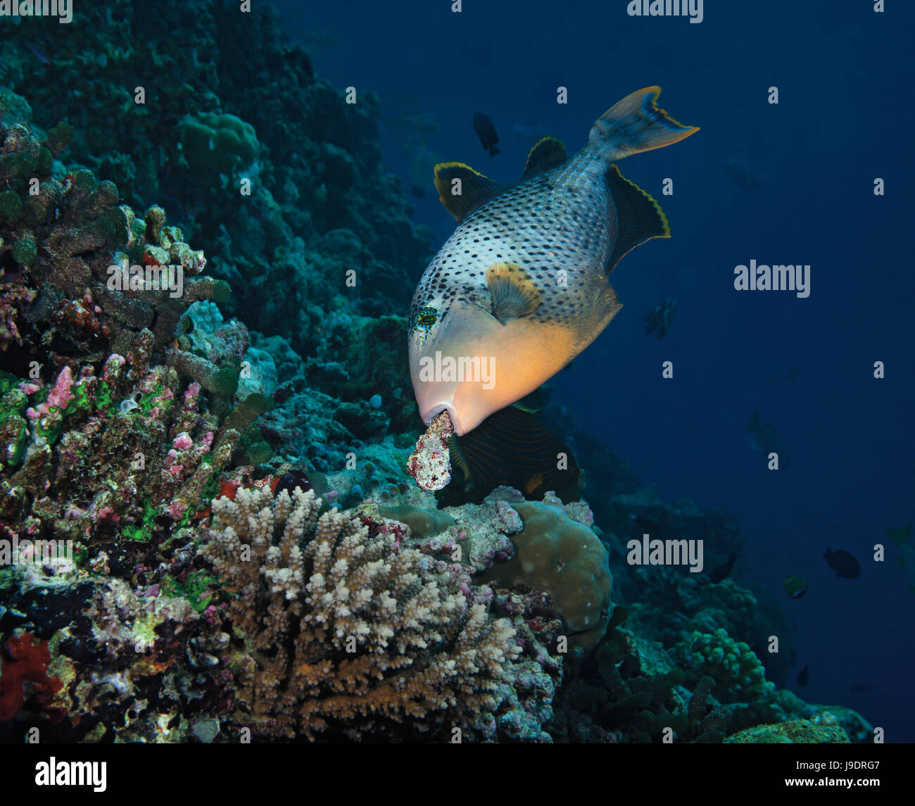 Yellowmargin triggerfish, Pseudobalistes flavimarginatus, collecting nest building material, Indian Ocean, Maldives Stock Photo