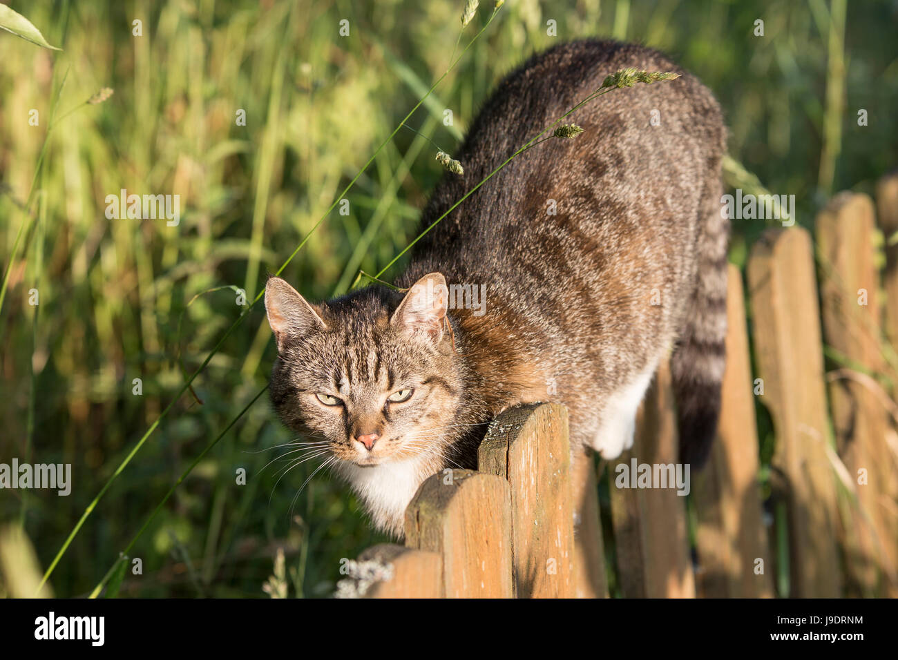 A cat walking on a fence, summer golden hour light, polish coutryside, pure joy and nature, real contact with animals during holidays. Stock Photo