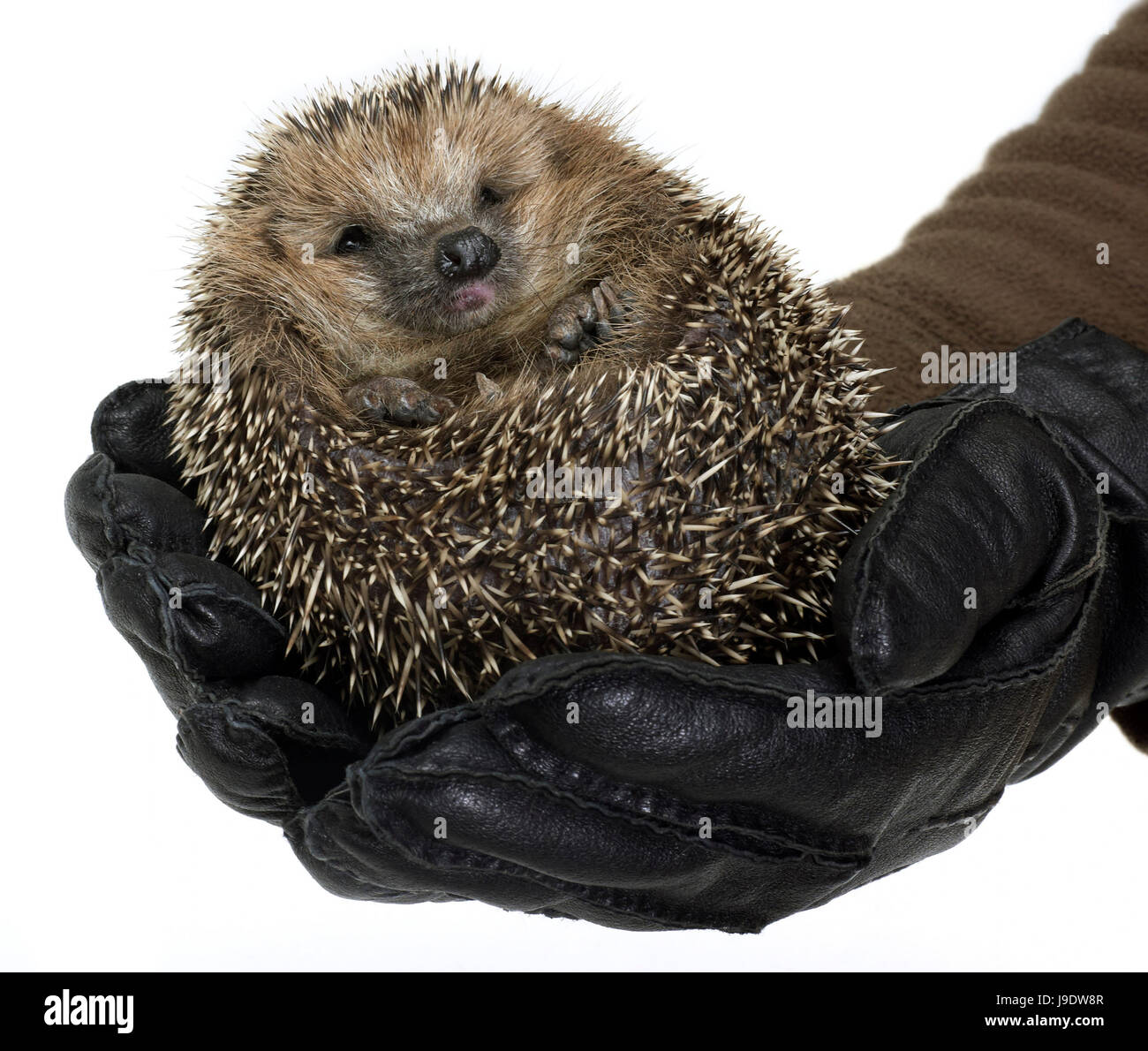 Фразеологизмы держать в ёжовых рукавицах. В ежовых рукавицах фразеологизм. Ежовый значение. В ежовых рукавицах фразеологизм. Ежовые рукавицы.